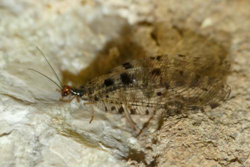 Réf. 283 347 : Osmylus fulvicephalus